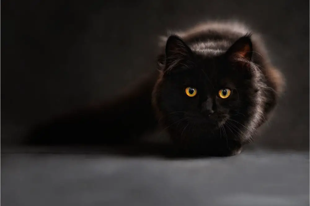 Black cats spiritual meaning