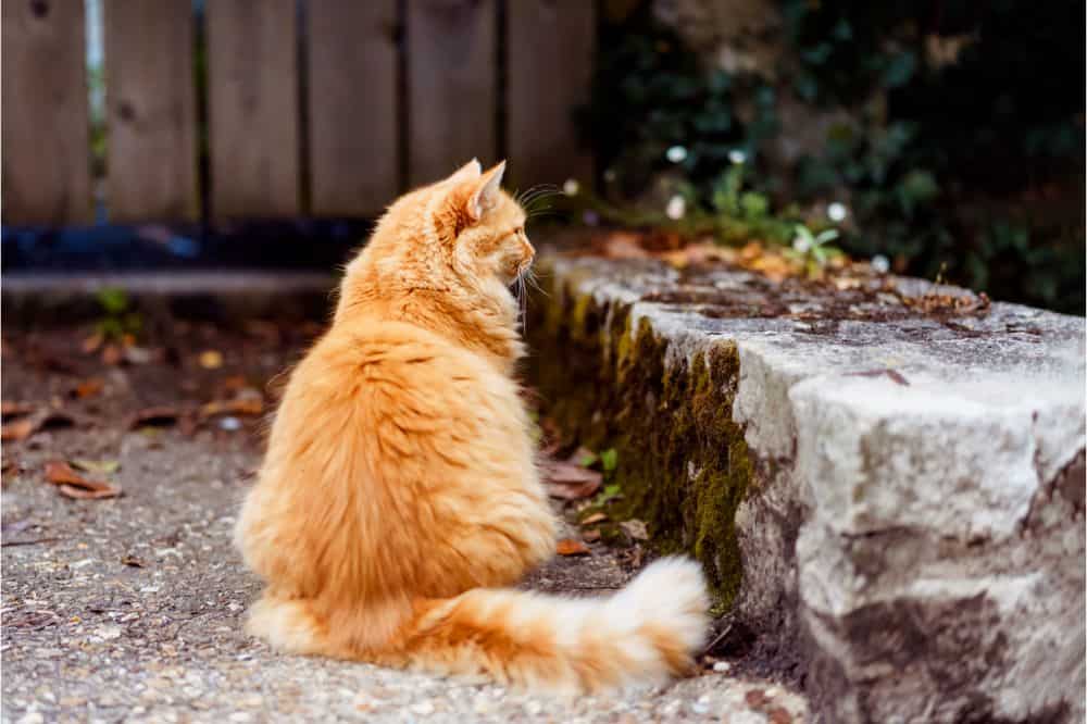 Ginger cats Spiritual Meaning