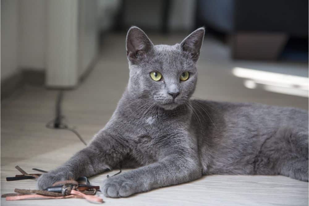 Gray cats Spiritual Meaning
