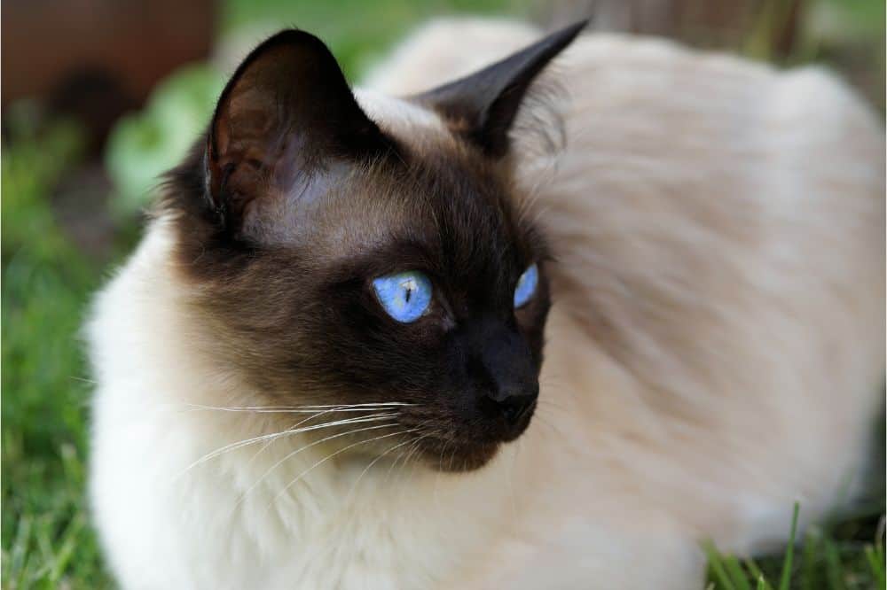 Siamese cats Spiritual Meaning