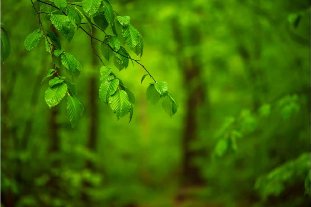 16 Spiritual Meanings of the Color Green