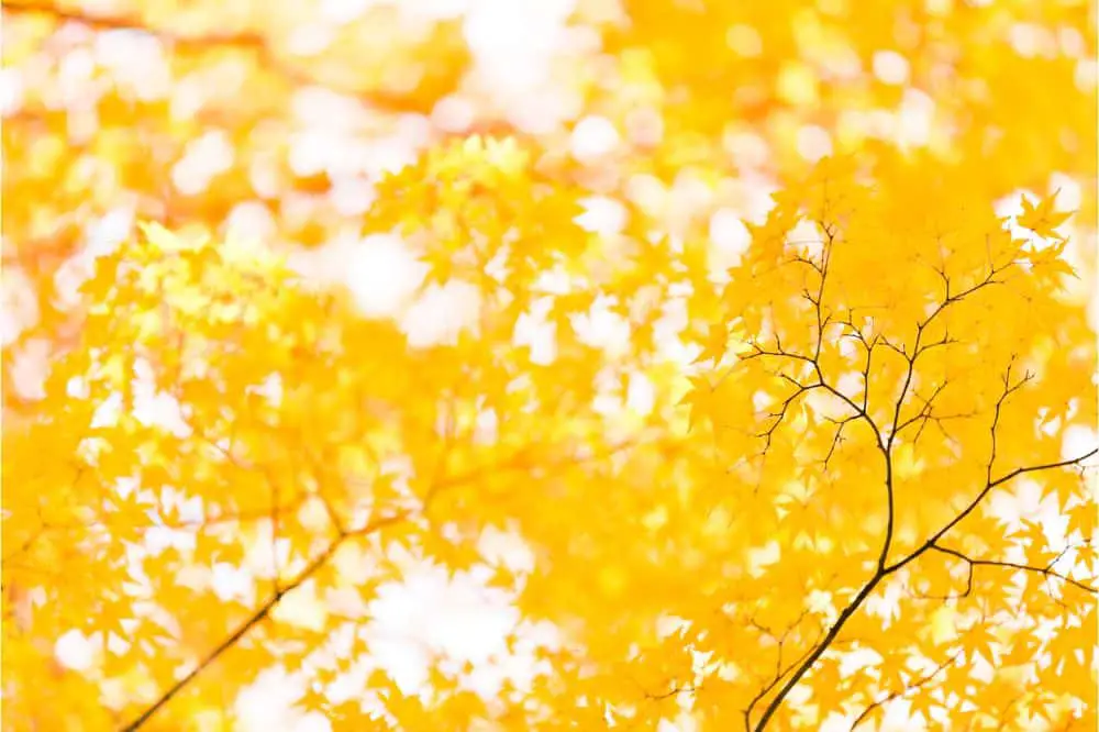 15 Spiritual Meanings of the Color Yellow