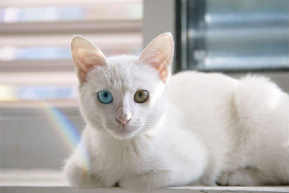 White cats Spiritual Meaning
