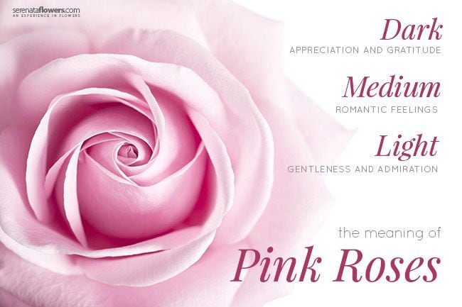 What pink roses symbolize?