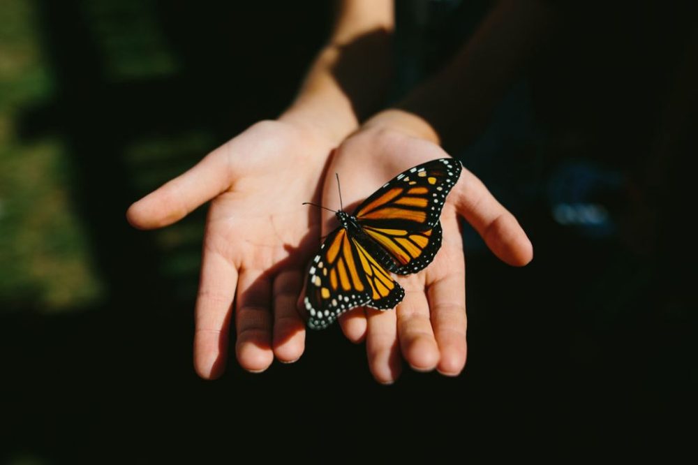 What does it mean when you see butterflies?