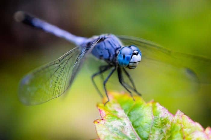 Are dragonflies a good omen?