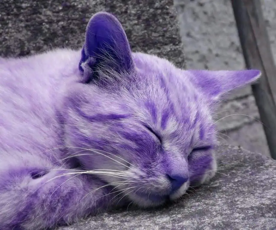 Do purple cats exist?