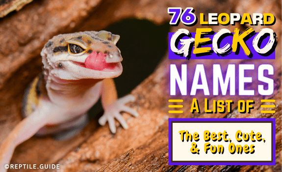 What should I name my girl gecko?
