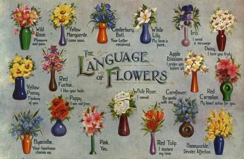 What flower symbolizes family?