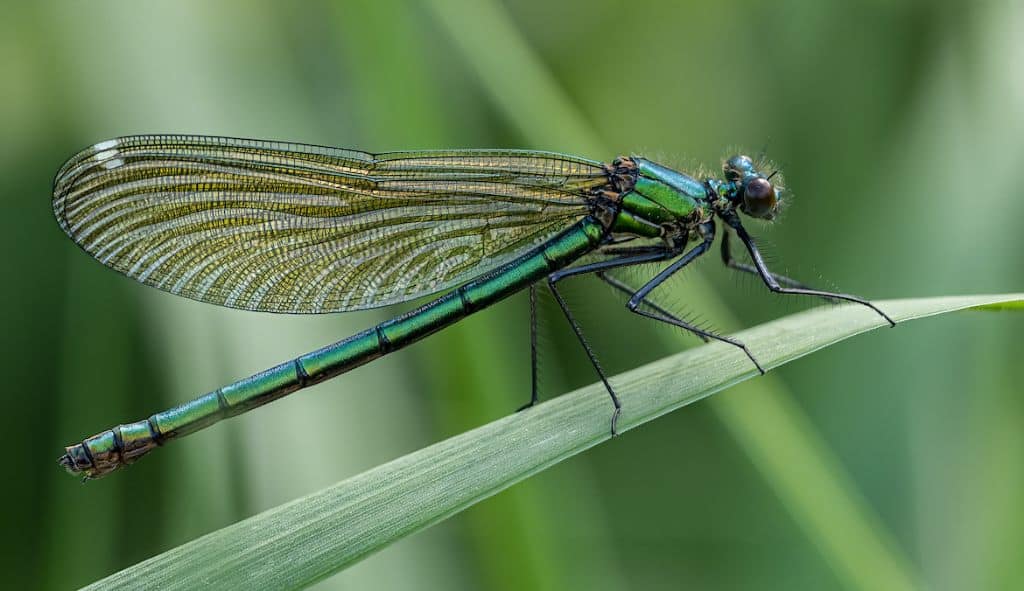 What do dragonflies mean spiritually?