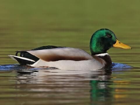 What domestic duck is similar to a mallard?