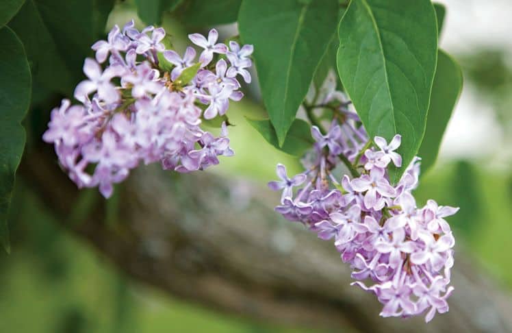 How many times a year do lilacs bloom?