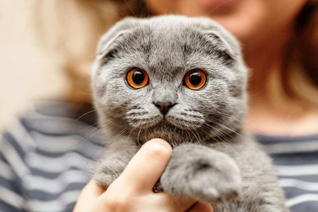 What breed of cat has big eyes and smushed face?