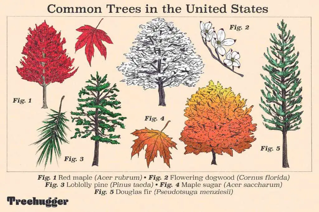 What is the prettiest tree type?