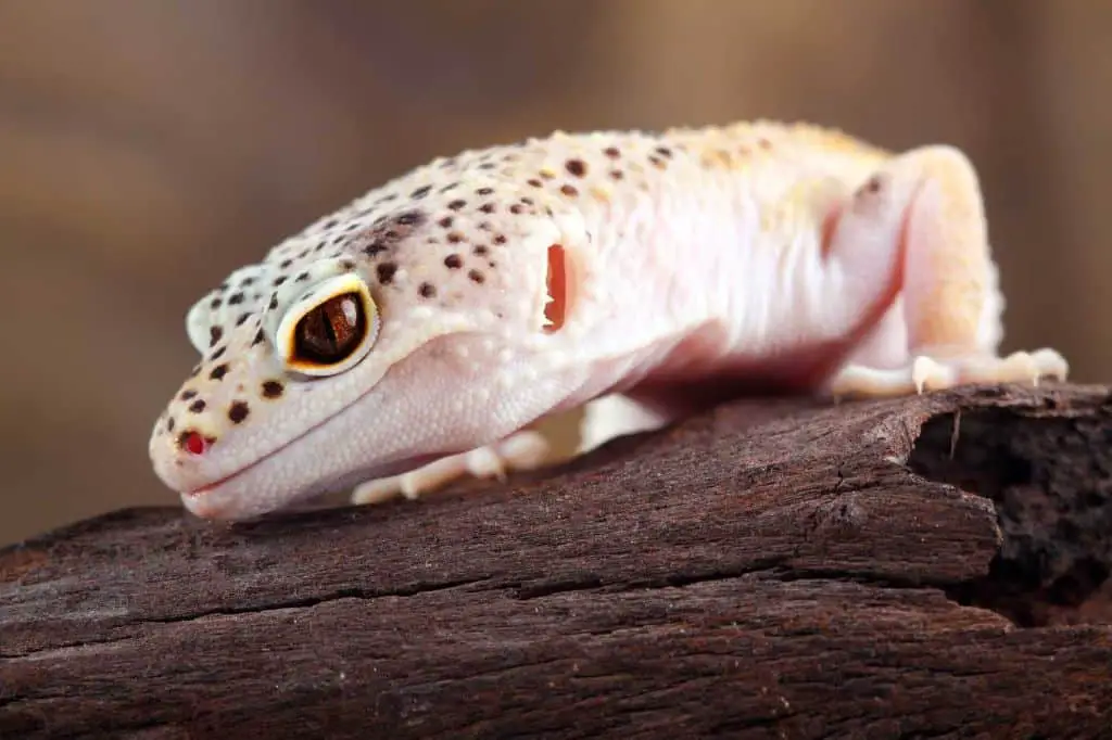 How much does a leopard gecko cost?