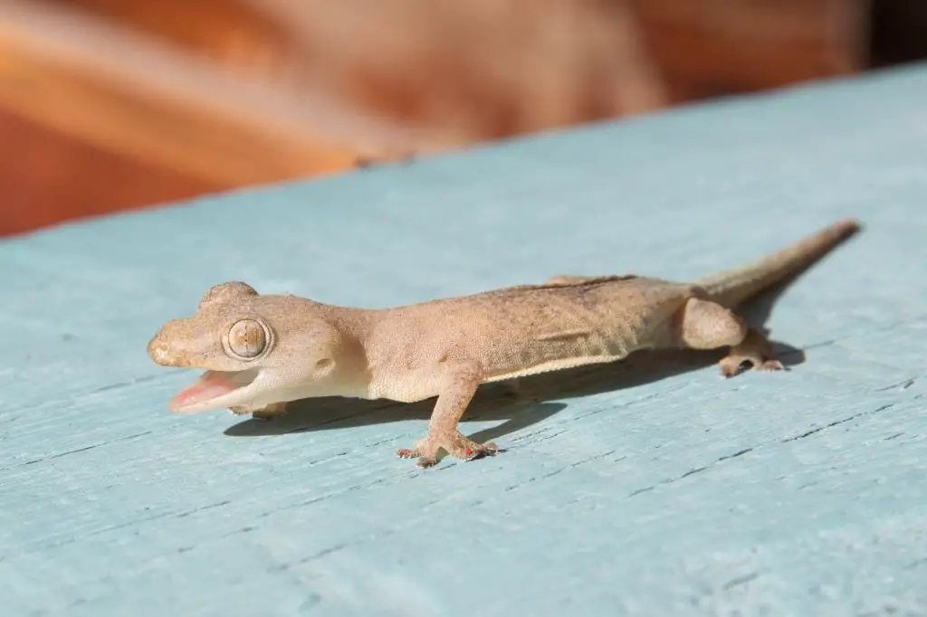 Are geckos OK in the house?