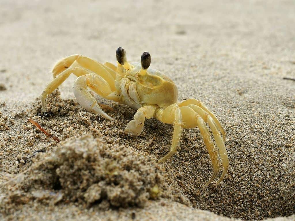 How long does a ghost crab live?
