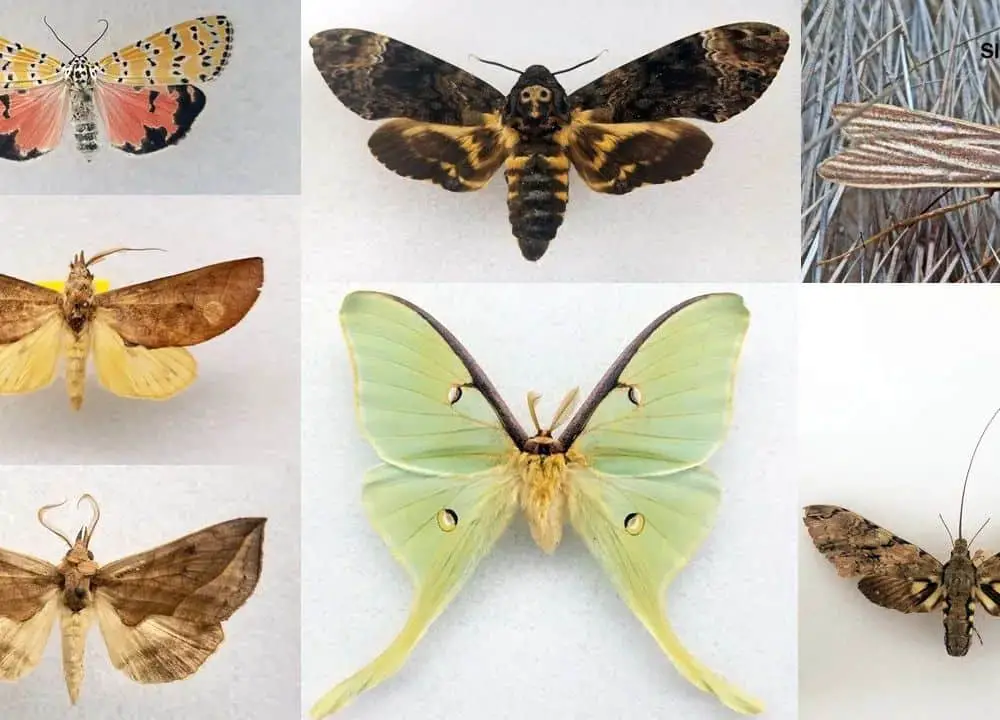 Which moths are rare?