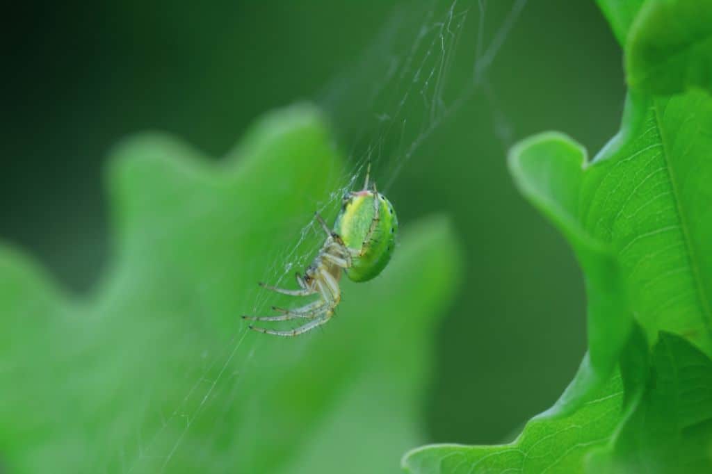 Are neon spiders poisonous?