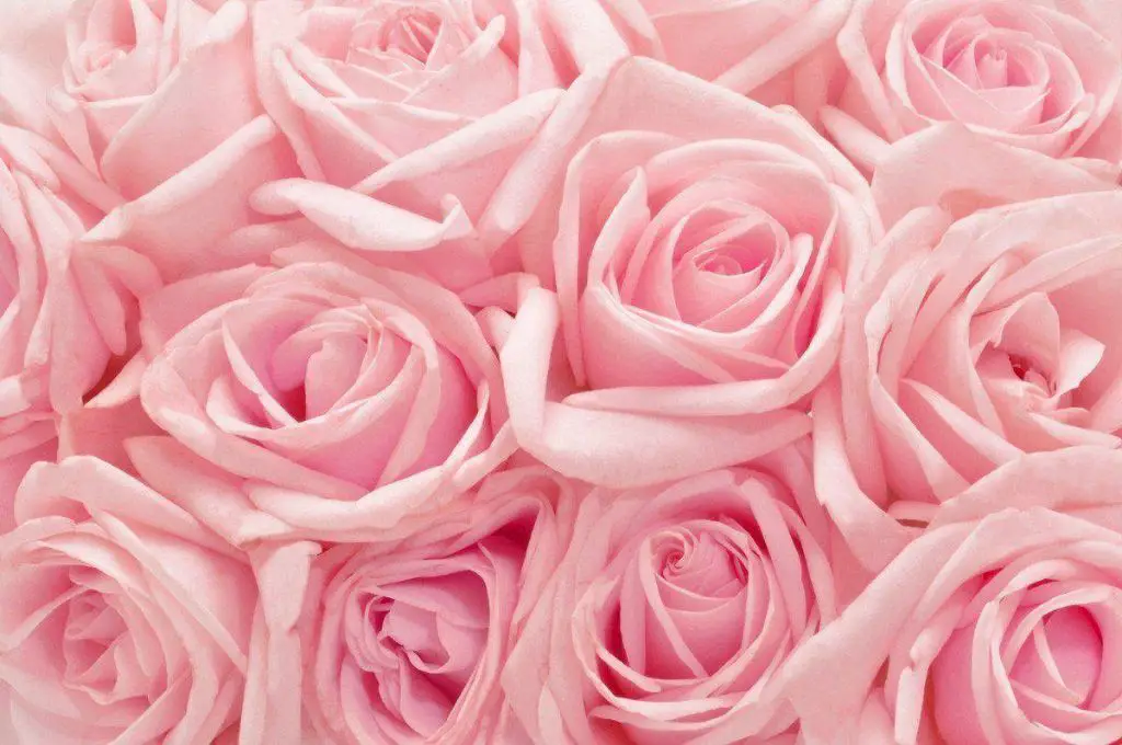 What is the history of the pink rose?