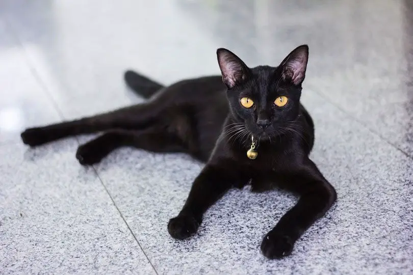What are black cats with yellow eyes called?