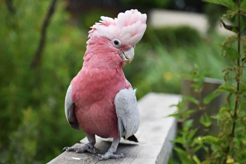 How much is a cockatoo?