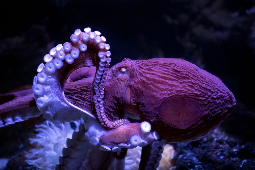 What does a real octopus look like?