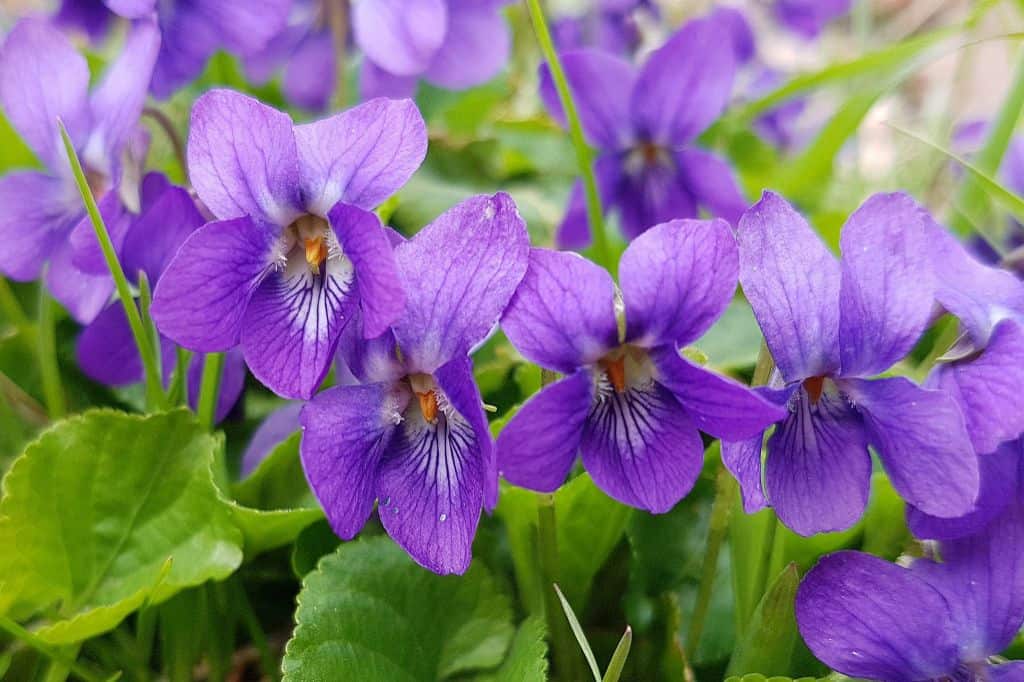 Do violets like full sun or shade?