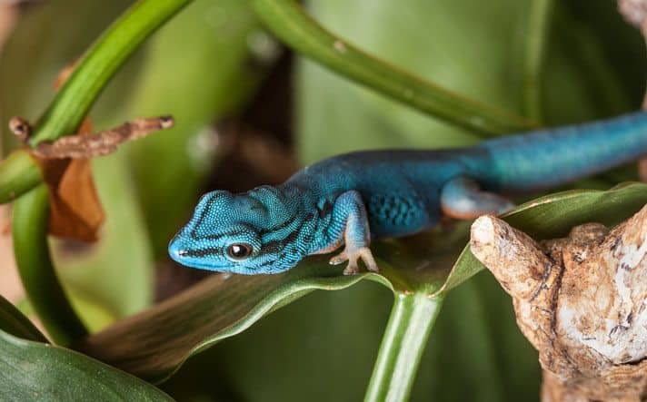 How rare is a blue gecko?