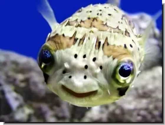 What is the cutest fish in the world?