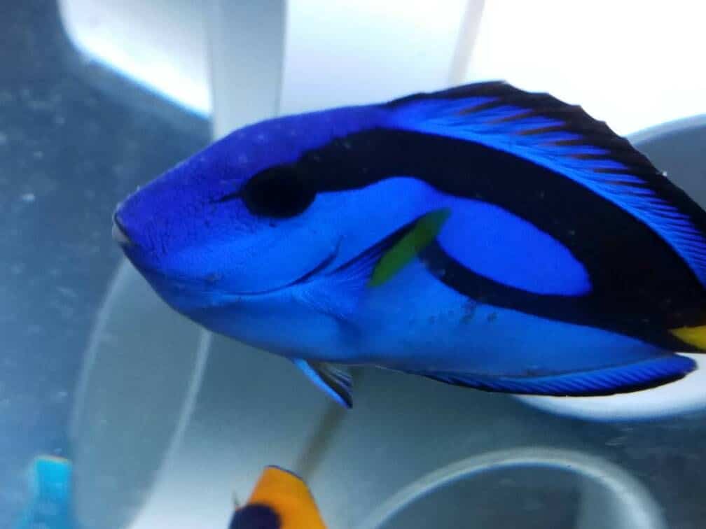 What kind of fish has blue fins and black spots