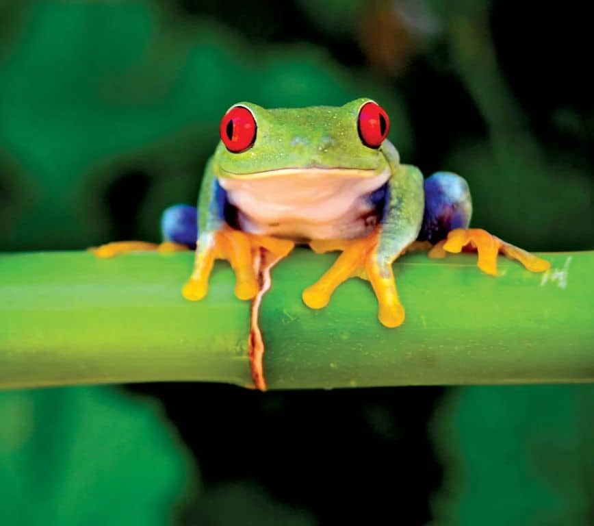 What color are tropical frogs?