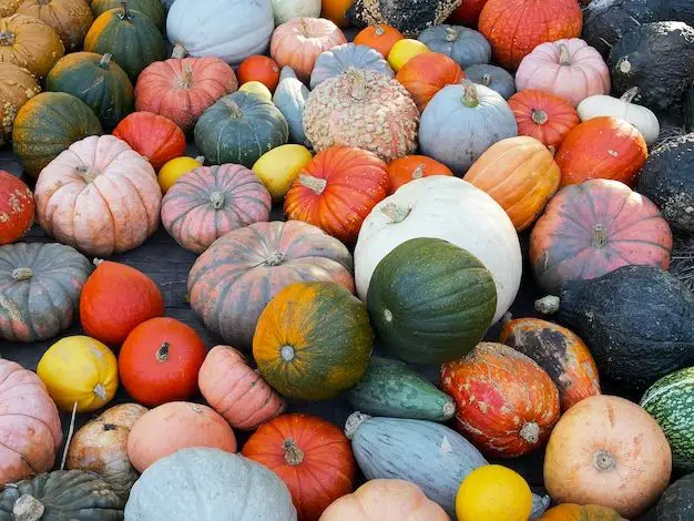 Can pumpkins be different colors?