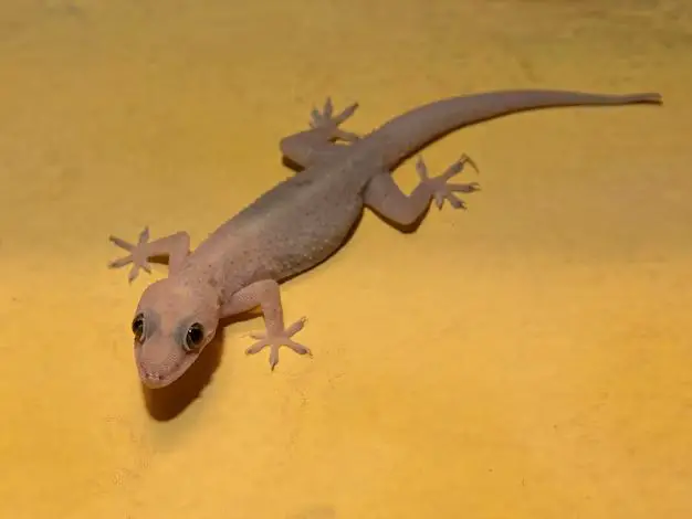 Do geckos come in the house?