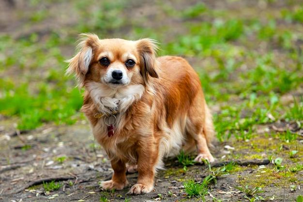 What is the 1 smallest dog breed?