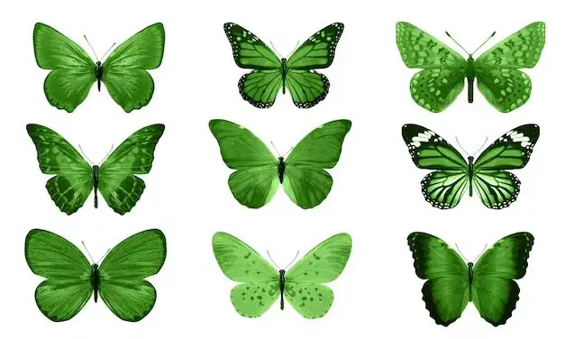 What butterfly is bright green?