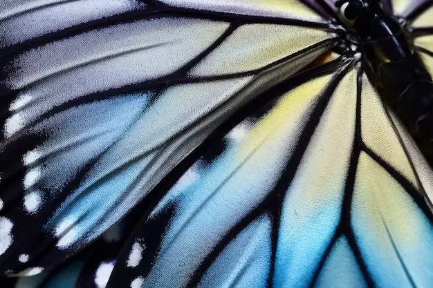 Are butterflies attracted to humans?