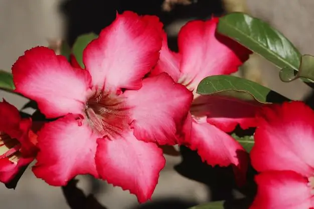 What desert plant has bright pink flowers?