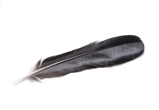 What bird is a black feather from?