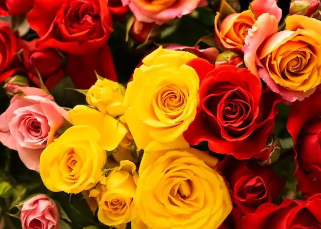 What does a combination of red and yellow roses mean?