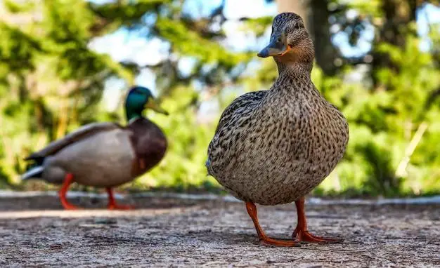 Is a female duck called a duck?
