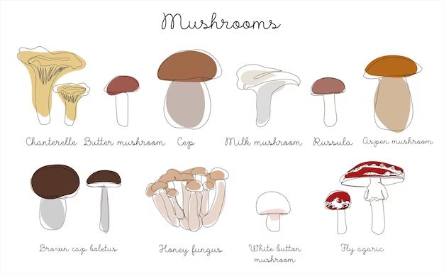 How do you identify different types of mushrooms?