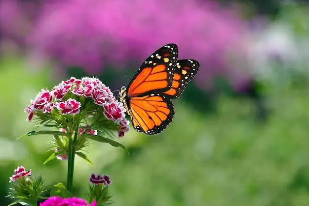 What is the name of the flower that attracts butterflies?