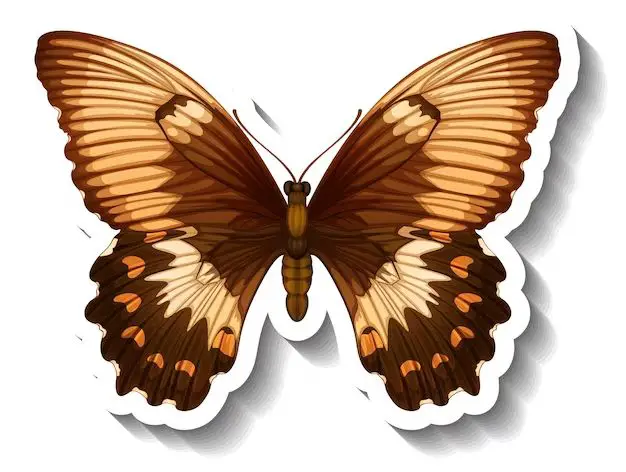 What is the myth about brown butterflies?