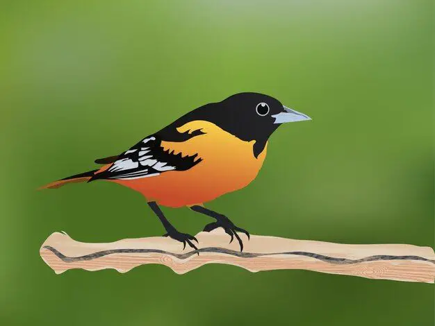 What is the orange and black bird called?