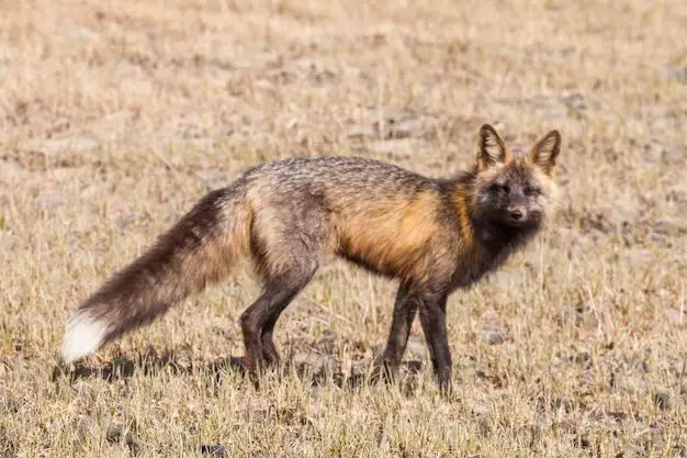 Is A cross fox rare?