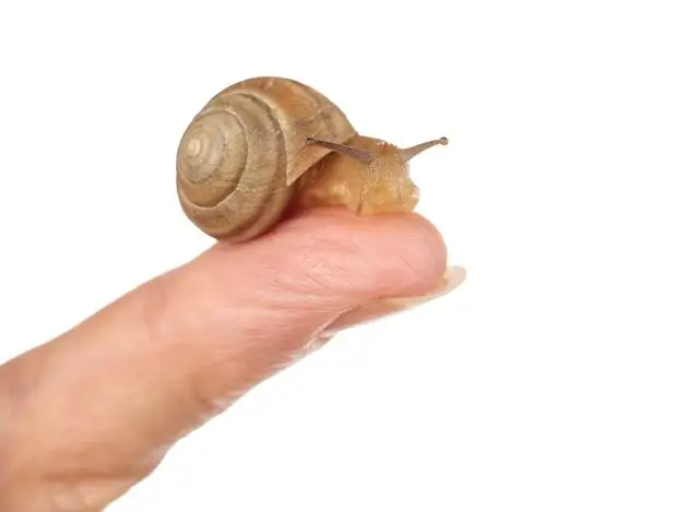 Are snails OK to touch?
