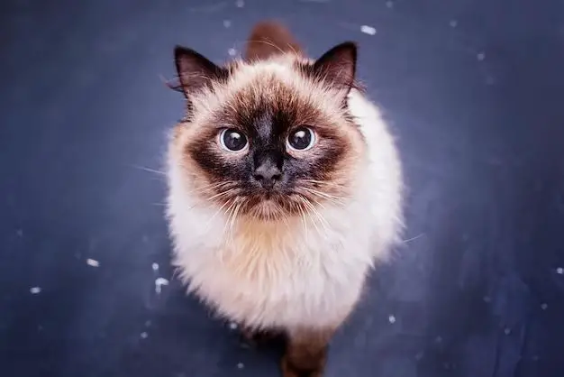 What is most gorgeous cat breed?