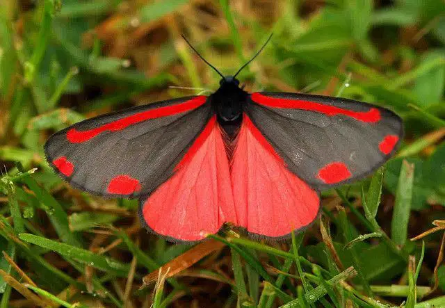 How rare is the cinnabar moth?