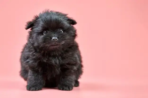 What kind of dog was tiny in black dog?